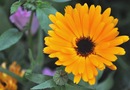 Calendula