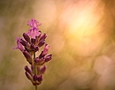 Lavendel
