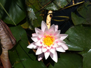 Seerose Alte Donau