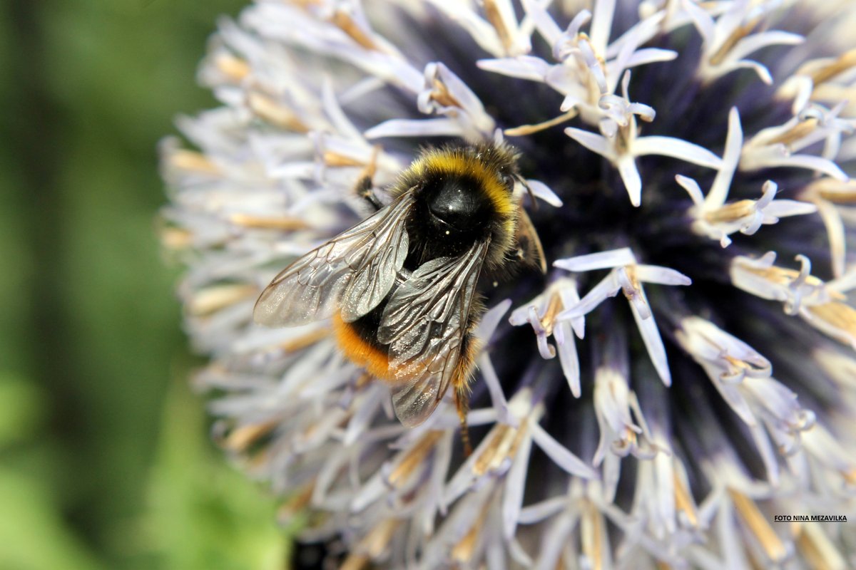 Hummel