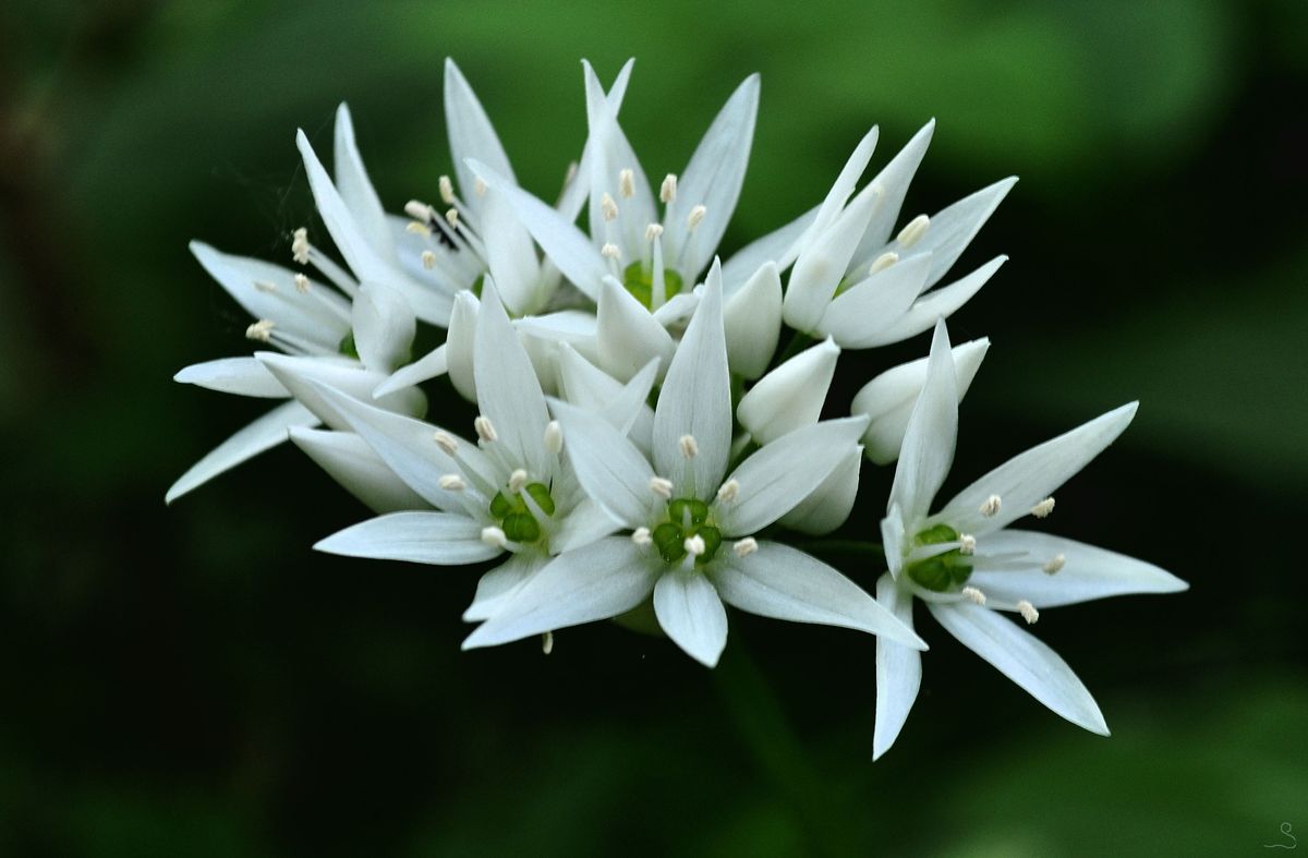 Bärlauchblüten