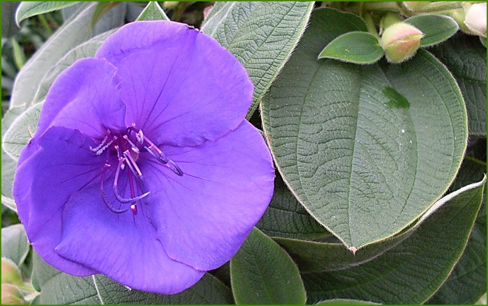 Blüte