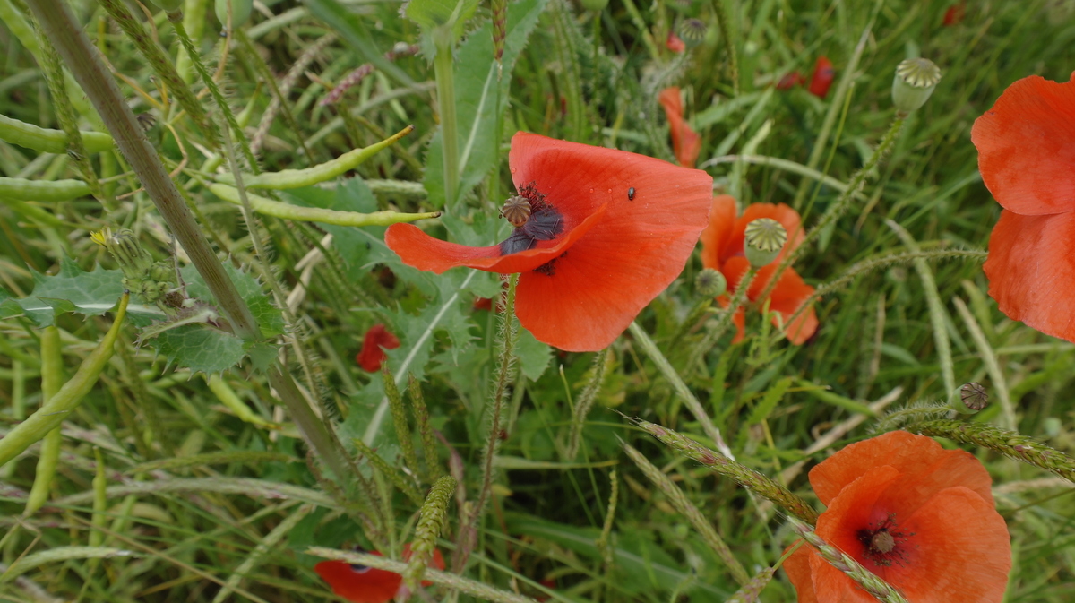 Mohn