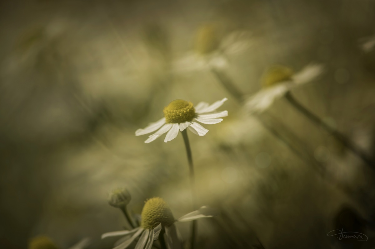 träumend auf der Wiese liegen