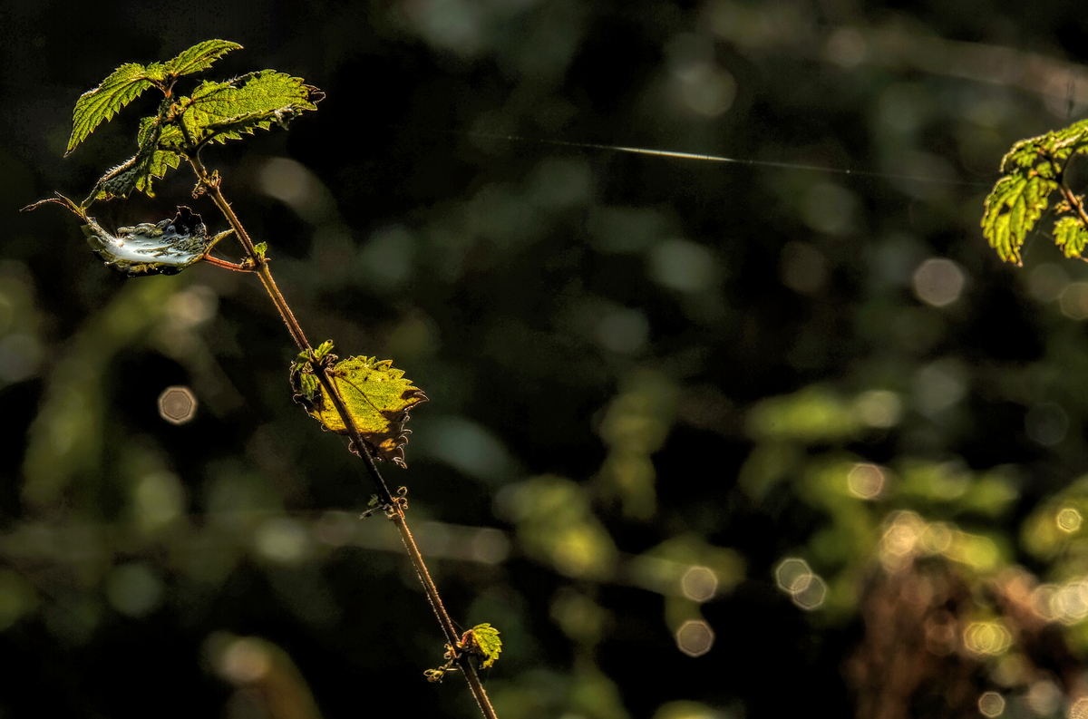 Ein Wasserpfützchen