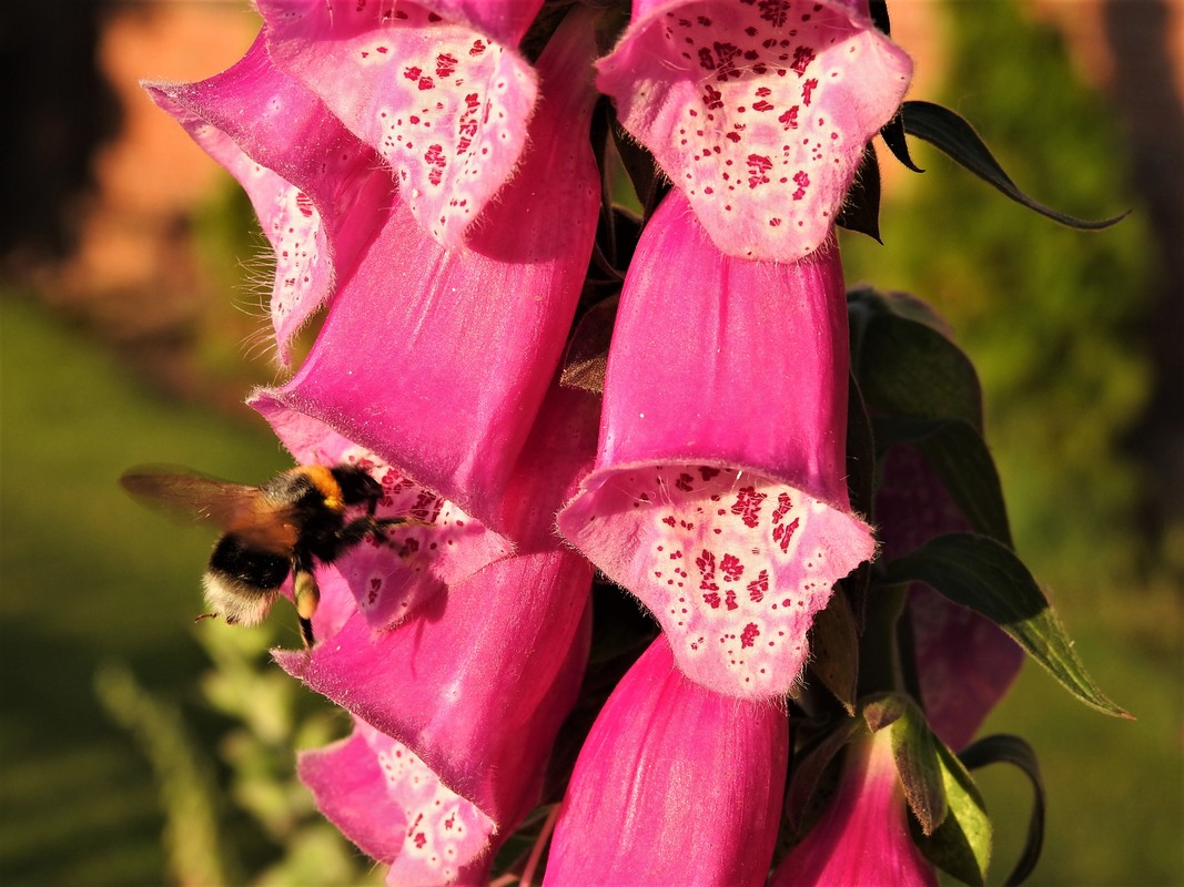 Fingerhut mit Besuch