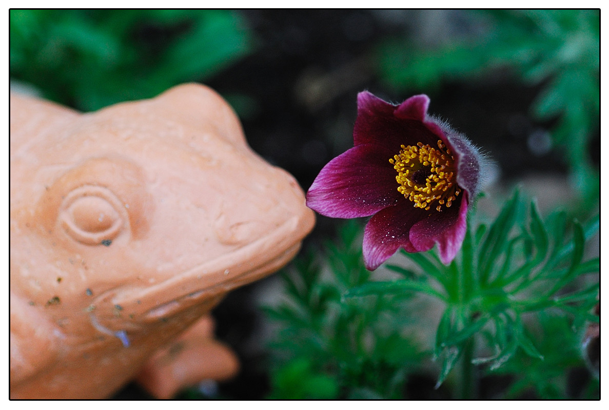 soll ich soll ich nicht