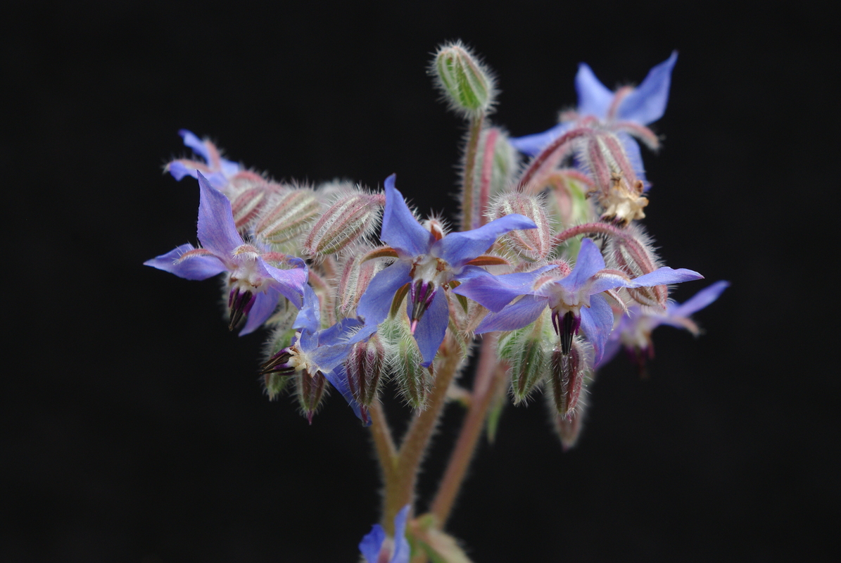 Borretsch (Borago officinalis) Blüten an Wildleder (Hintergrund) 