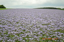 Ein meer lila blüten