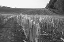 Fotos_Getreide & Feldfrüchte