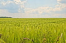 Fotos_Getreide & Feldfrüchte