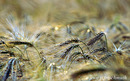 Fotos_Getreide & Feldfrüchte