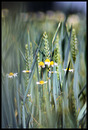 Fotos_Getreide & Feldfrüchte