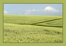 Fotos_Getreide & Feldfrüchte