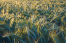 Fotos_Getreide & Feldfrüchte