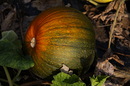 Fotos_Getreide & Feldfrüchte