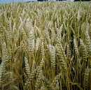 Fotos_Getreide & Feldfrüchte