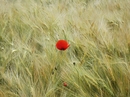 Mohn