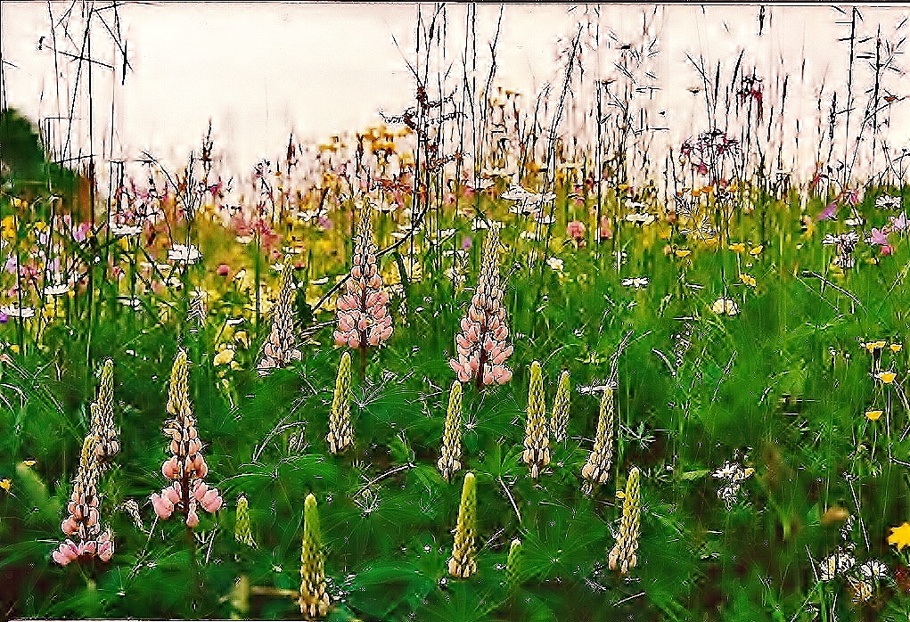 Blumen