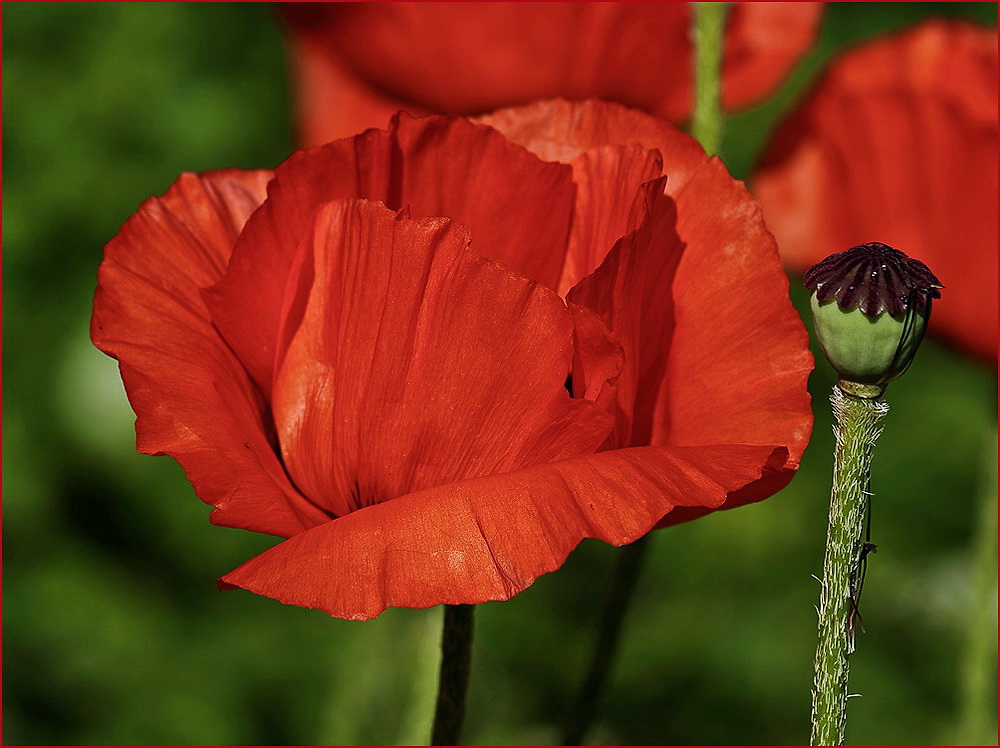 Roter Mohn