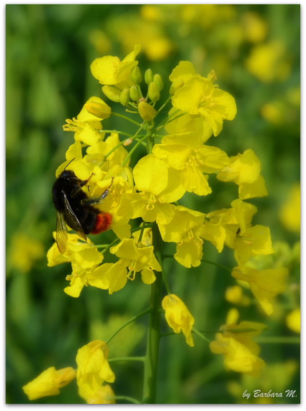 Rapsblüte 3