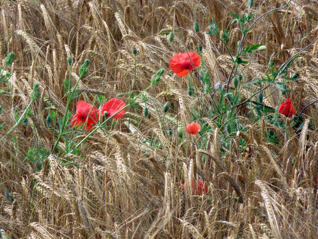 Mohnblüte im Kornfeld