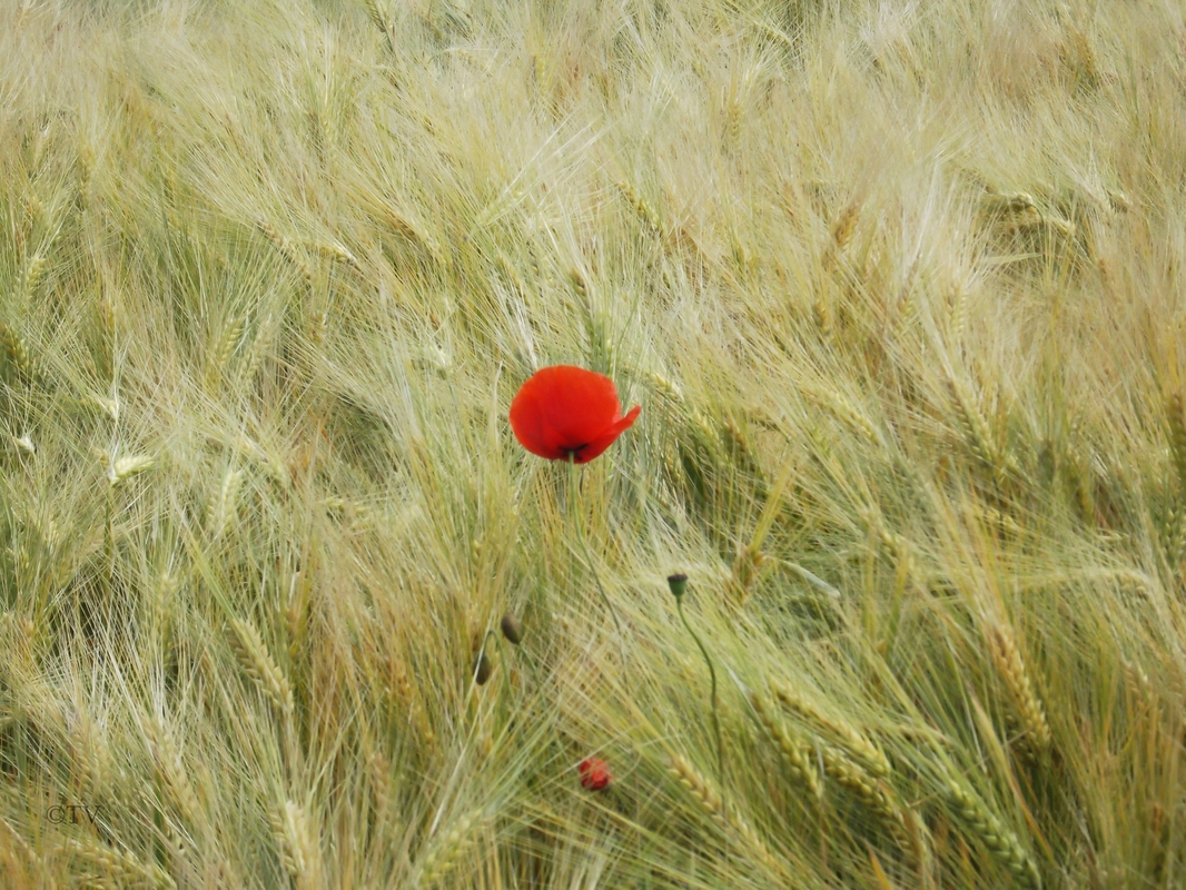 Mohn