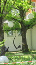 Fotos_Baumdetails