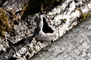 Fotos_Baumdetails