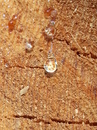 Fotos_Baumdetails