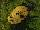 Fotos_Baumdetails