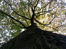 Fotos_Baumdetails