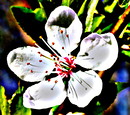 Fotos_Baumdetails