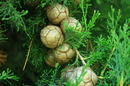 Fotos_Baumdetails