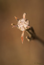 Fotos_Baumdetails