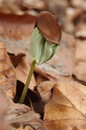 Fotos_Baumdetails