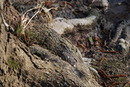 Fotos_Baumdetails