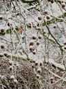 Fotos_Baumdetails