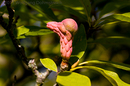 Magnolienfrucht
