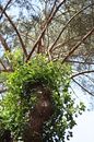 Fotos_Baumdetails