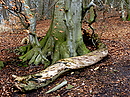 Fotos_Baumdetails