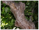 Fotos_Baumdetails