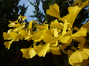 Ginkgo