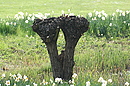 Fotos_Baumdetails