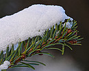 Schnee auf einem Tannenzweig
