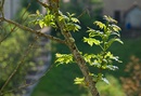Fotos_Baumdetails