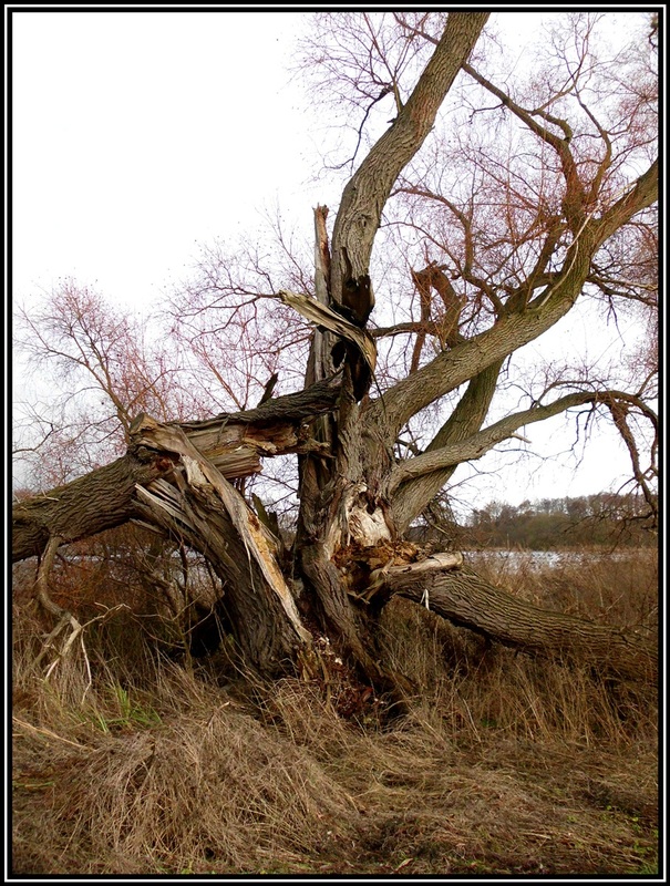 Der alte Baum...