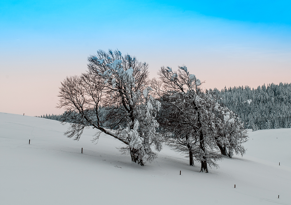 Windbuchen