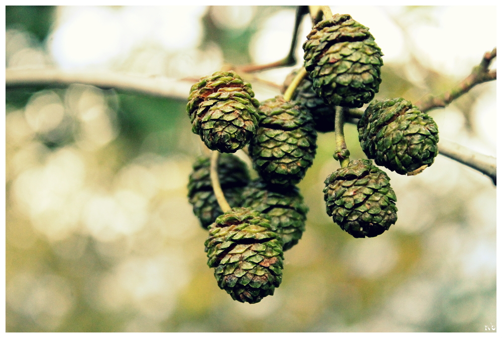 Der Hopfen ................