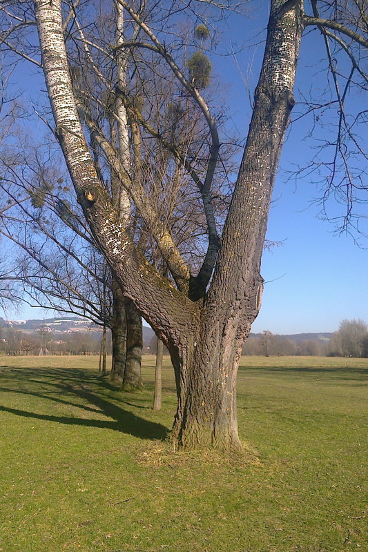 am Donauufer in Linz